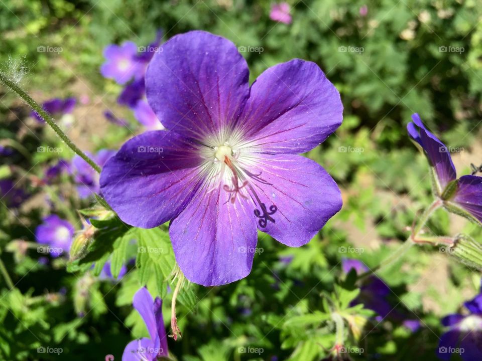 Purple single flower