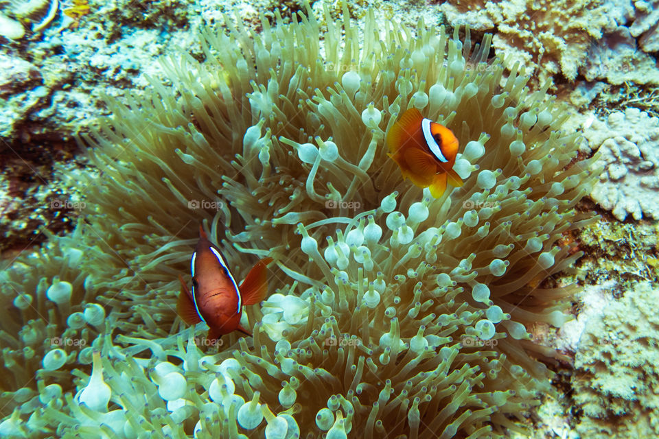 Clownfish hiding in Bubbletip Anemone