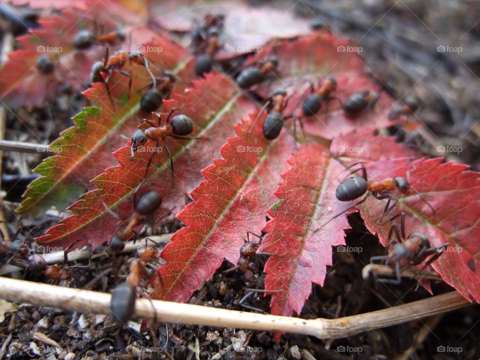 There is an ant hill close to my house.  The weather has been nice so the ants have been very busy and active. I noticed that many ants makes an interesting sound.