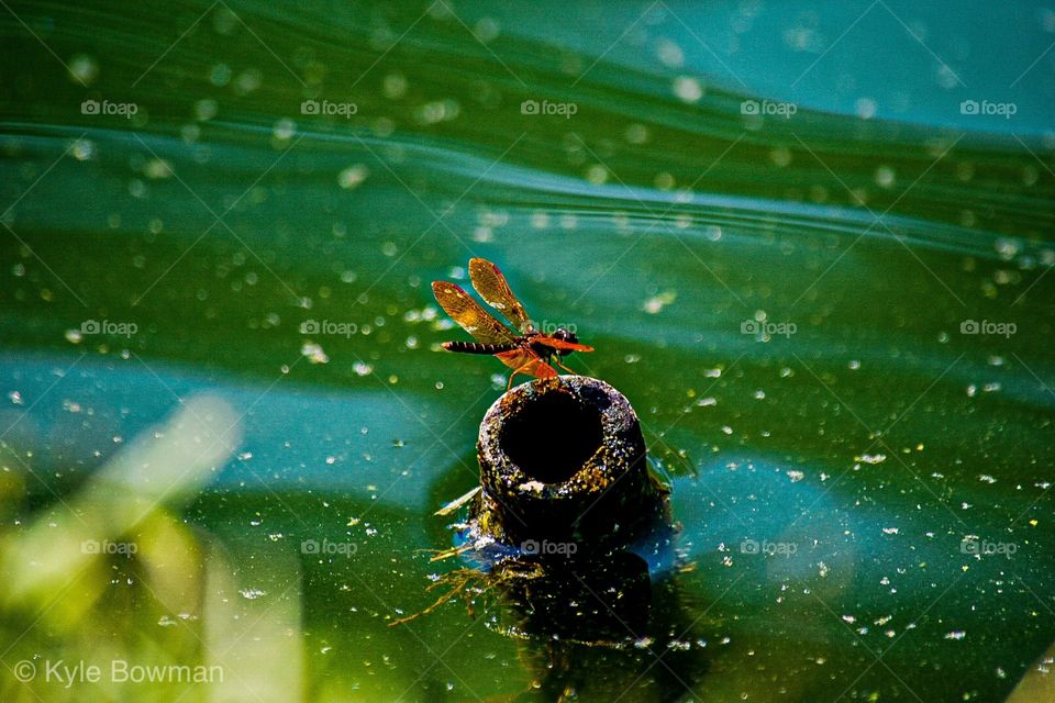 Beautiful dragonfly 
