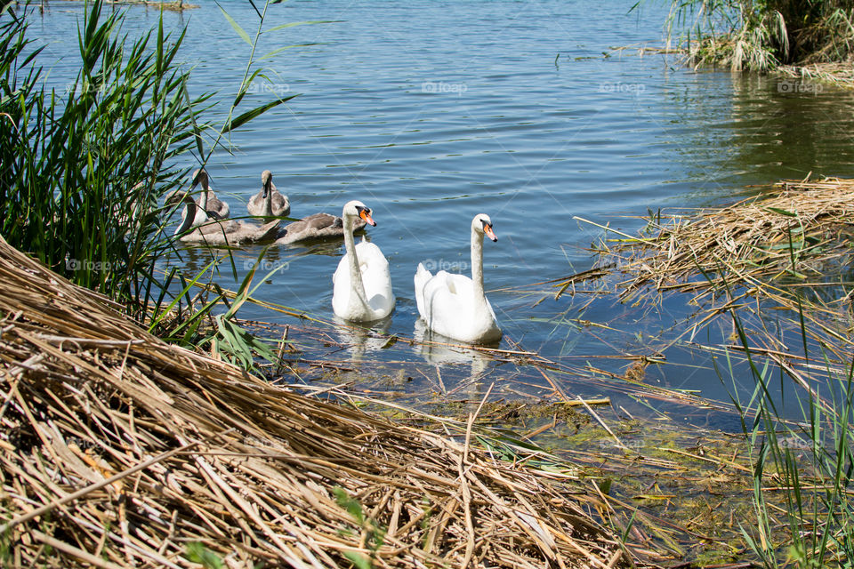 Swans and ducks on the lake