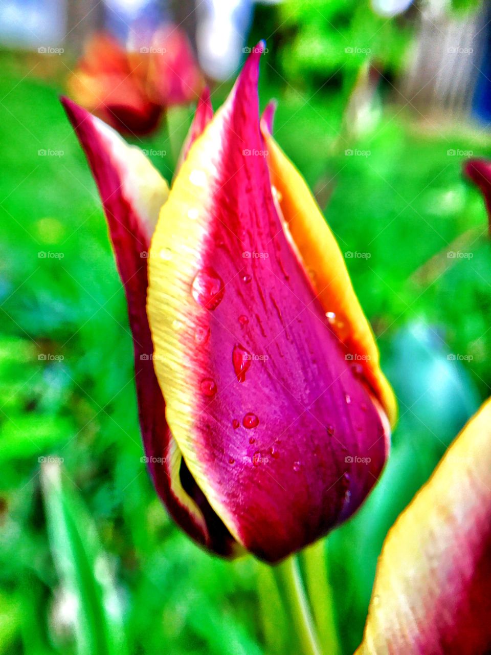 Beautiful spring Indiana tulip