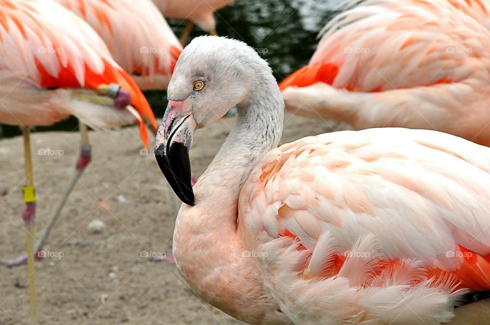 Pose in a pretty way