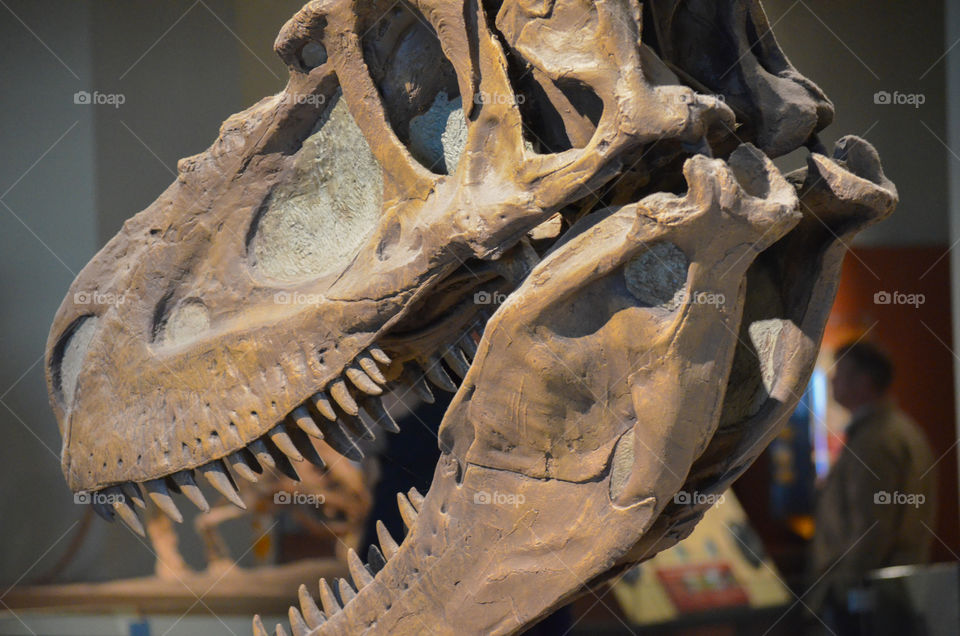 T-Rex skull at the Field museum in Chicago