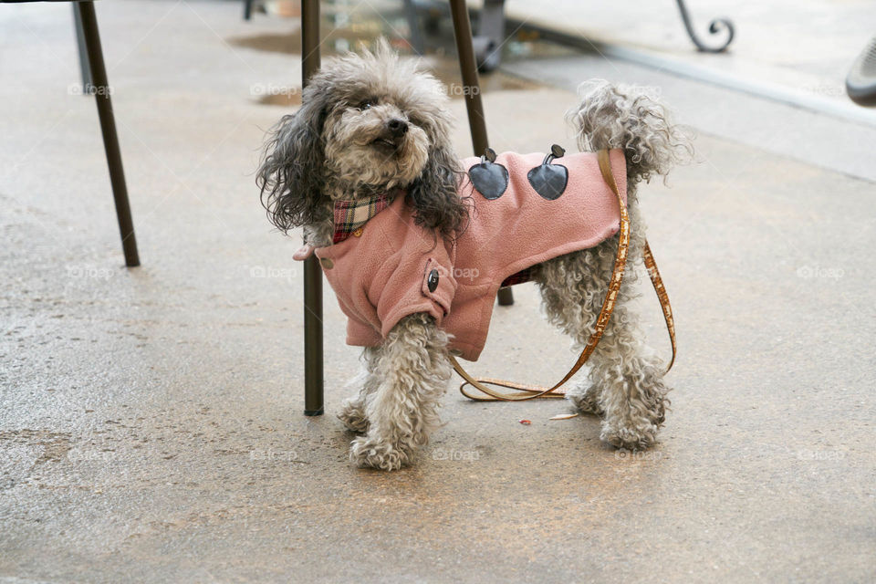Dog wearing pet clothing
