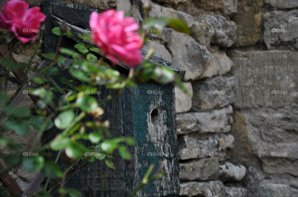 Birdhouse in an abandoned old house with roses