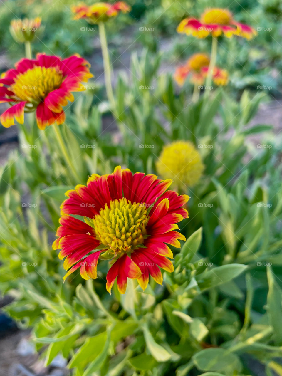 Portraits of plants 