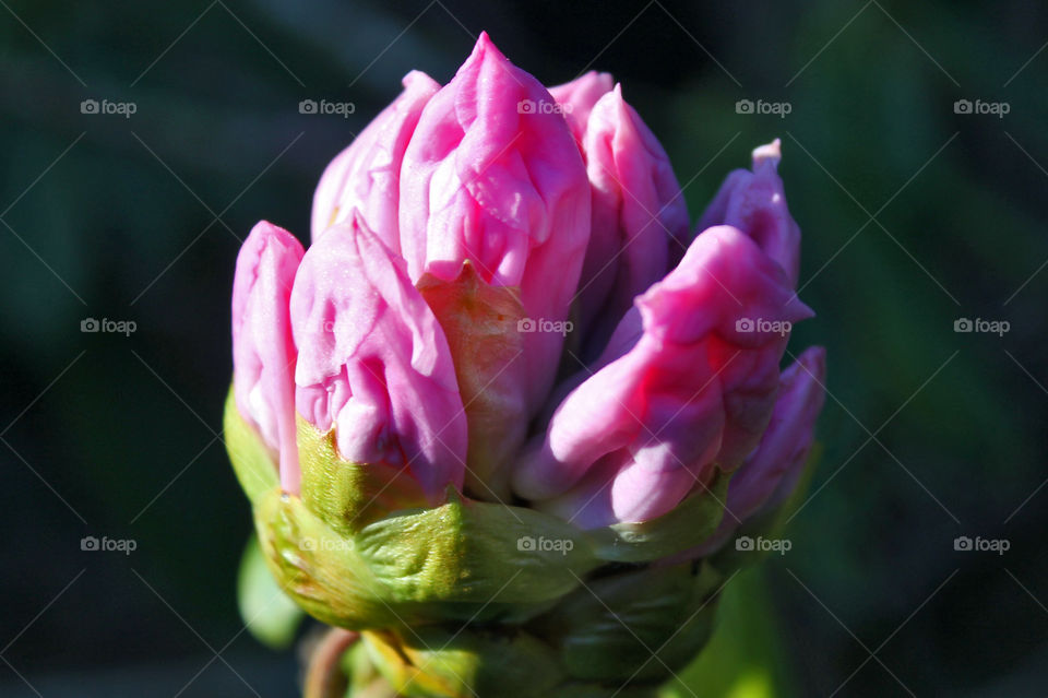 Closeup of the pink bud of an early blooming Rhododendron just getting ready to unfurl it’s beautiful delicate blossoms. Photo was taken on an early Spring morning at a beautiful woodland garden park. 