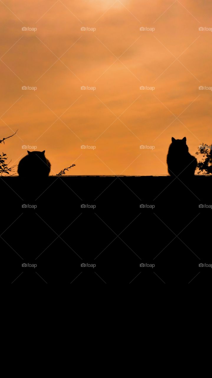early morning cats on roof shadow