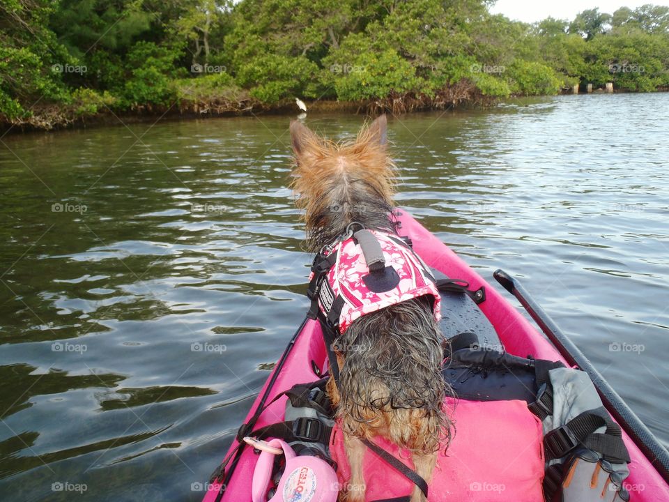 kayaking with Yorks hire terrier