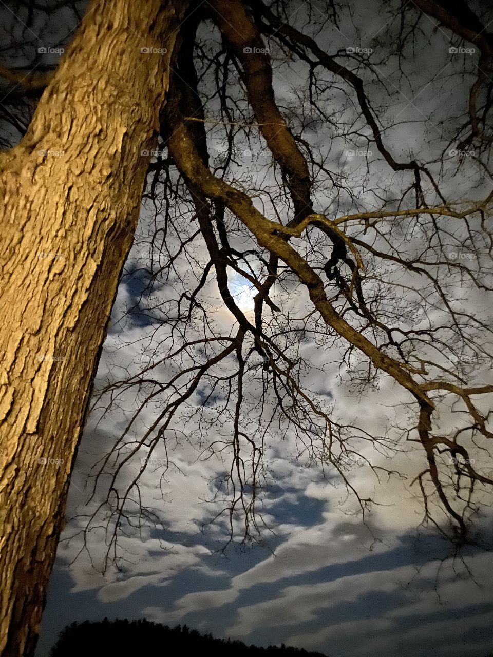 Moon through the branches