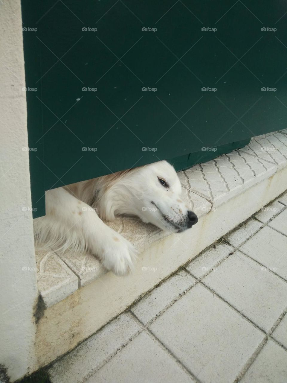 Dog see through the gate