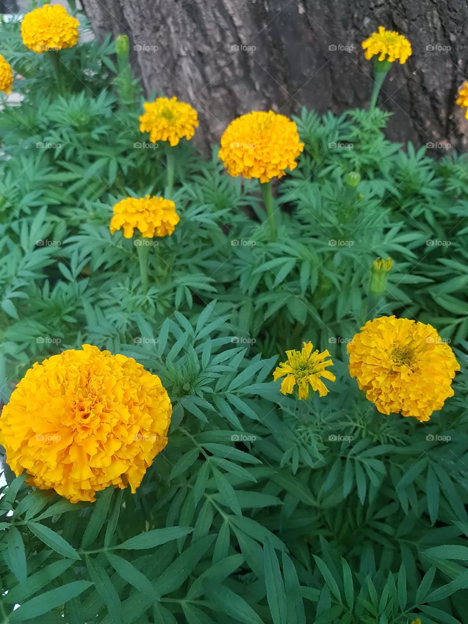 marigolds in the garden