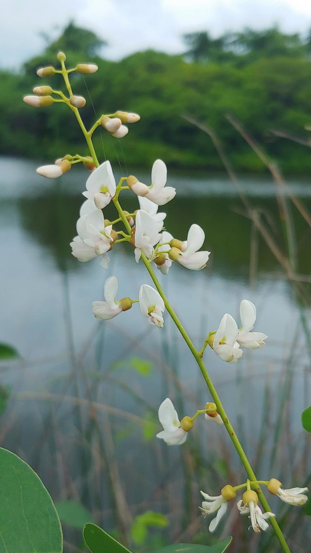 flowers captured
