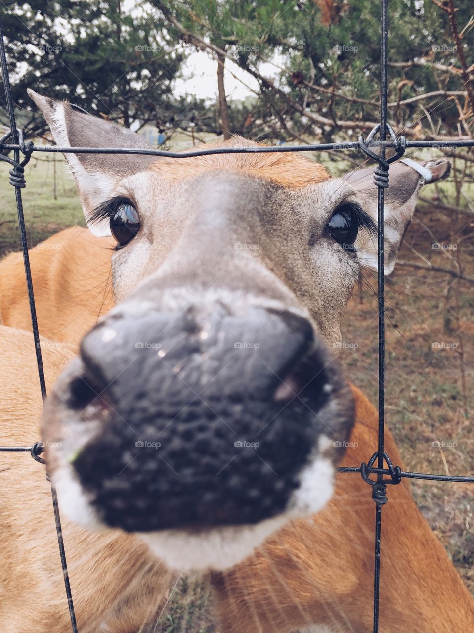 Deer at park. Deer at petting zoo trying to sniff the camera.