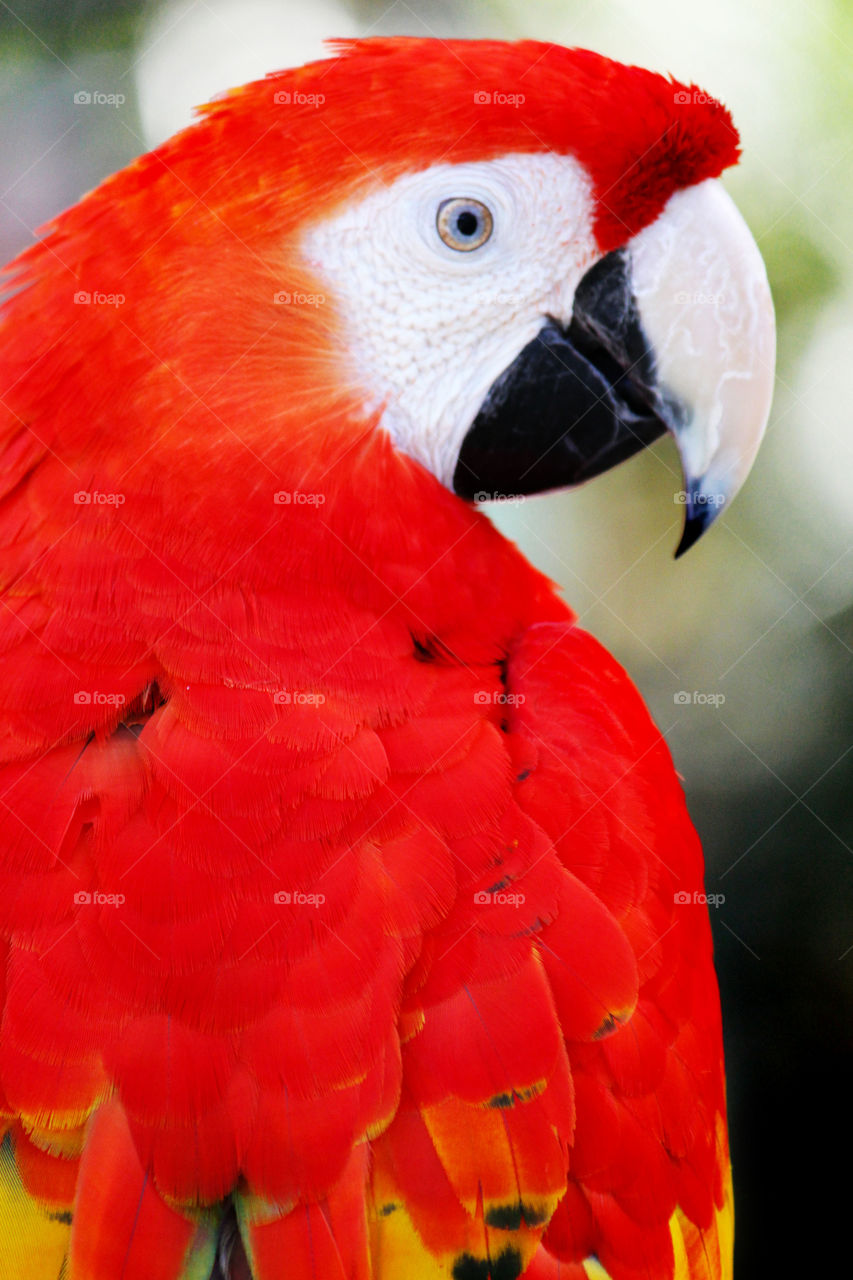 Close-up of a red parrot