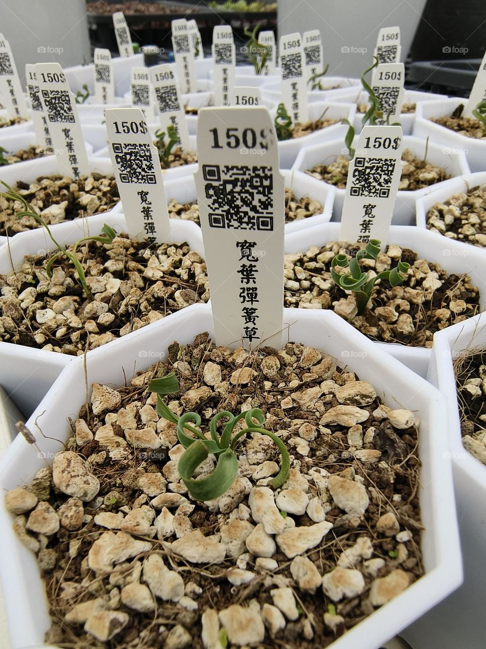 Albuca concordiana Baker, Beinan Township, Taitung County