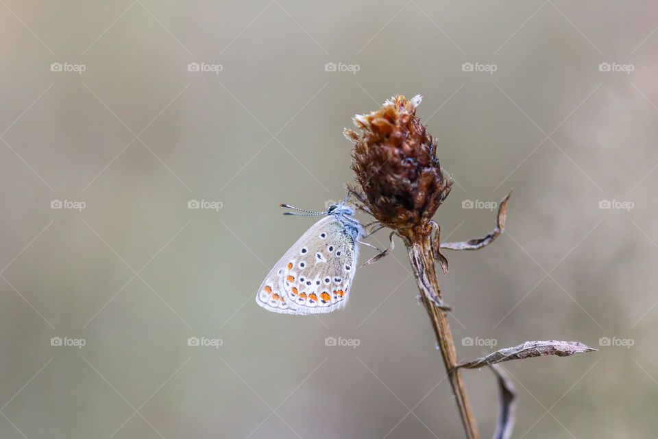 Butterfly on a wild flower