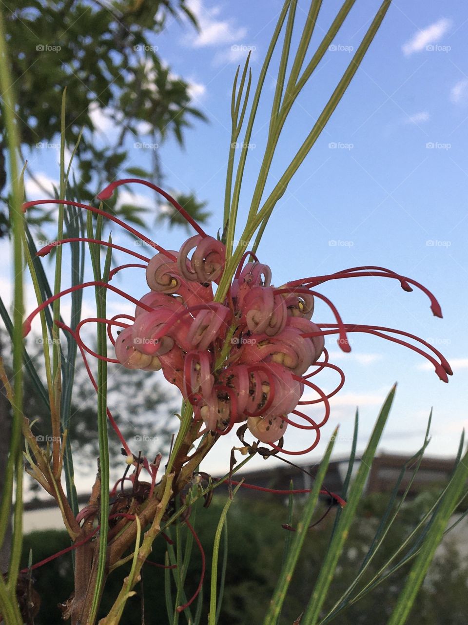 Original shape of flower at evening 