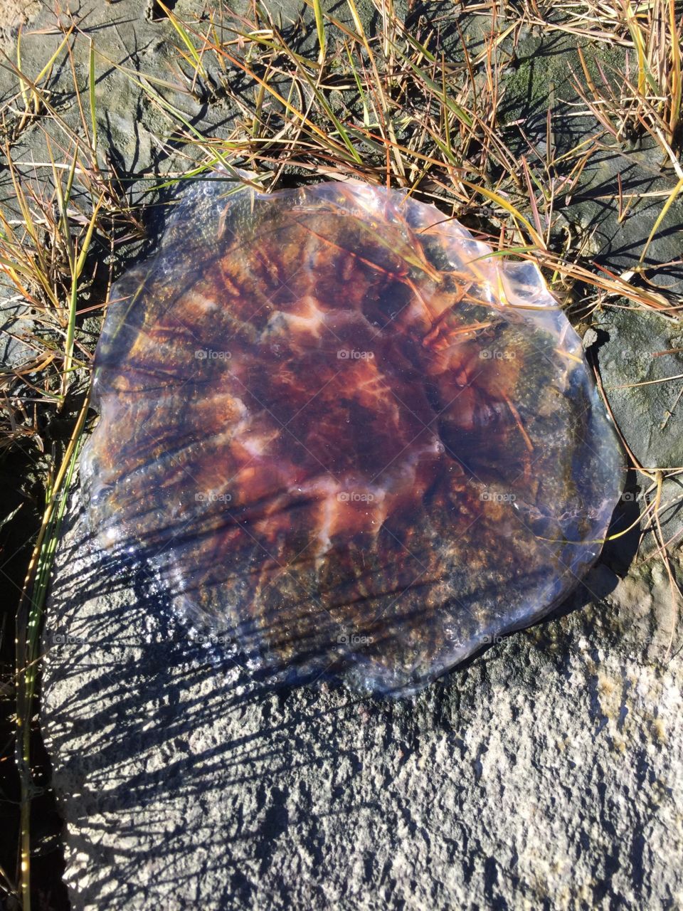 Pretty washed up jellyfish 