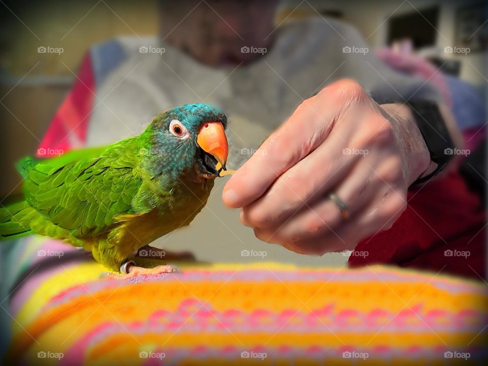 Sweet hand gives food to a blue and green Conure.