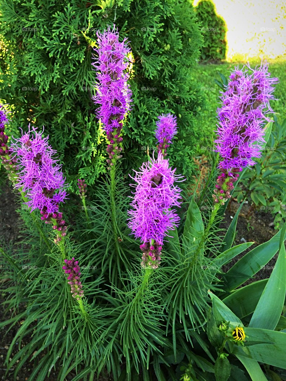 Liatris 