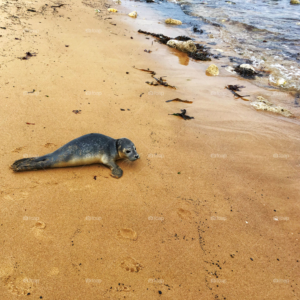 Baby seal chilling on the beach while Mum is out hunting