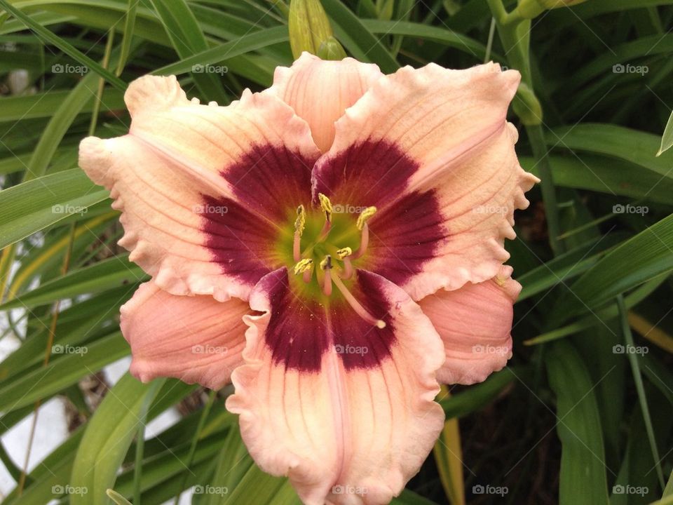 Daylily