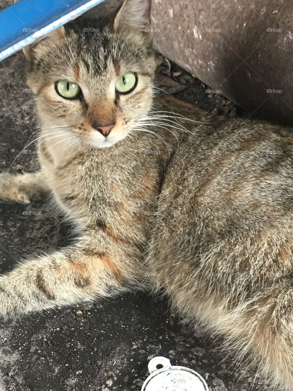 Stray kittens in the yard 