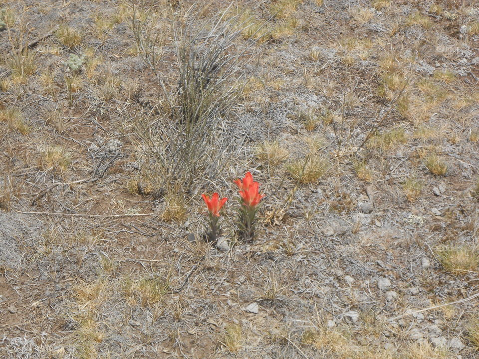 Two lonely wild orange flowers