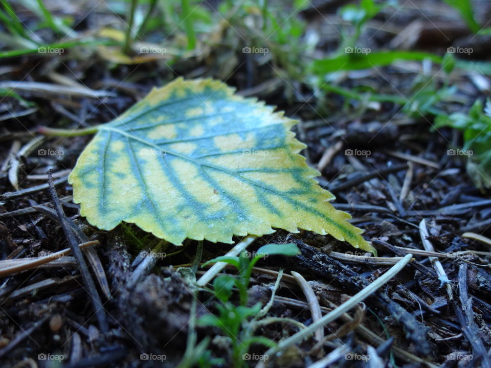 leaf in macro