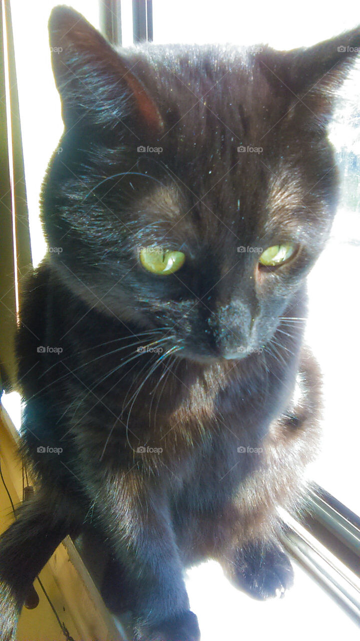 enjoying the Sun black cat