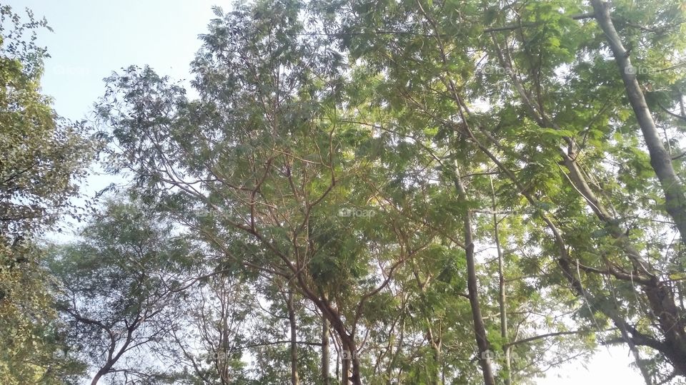 A beautiful scene of trees in the forest.