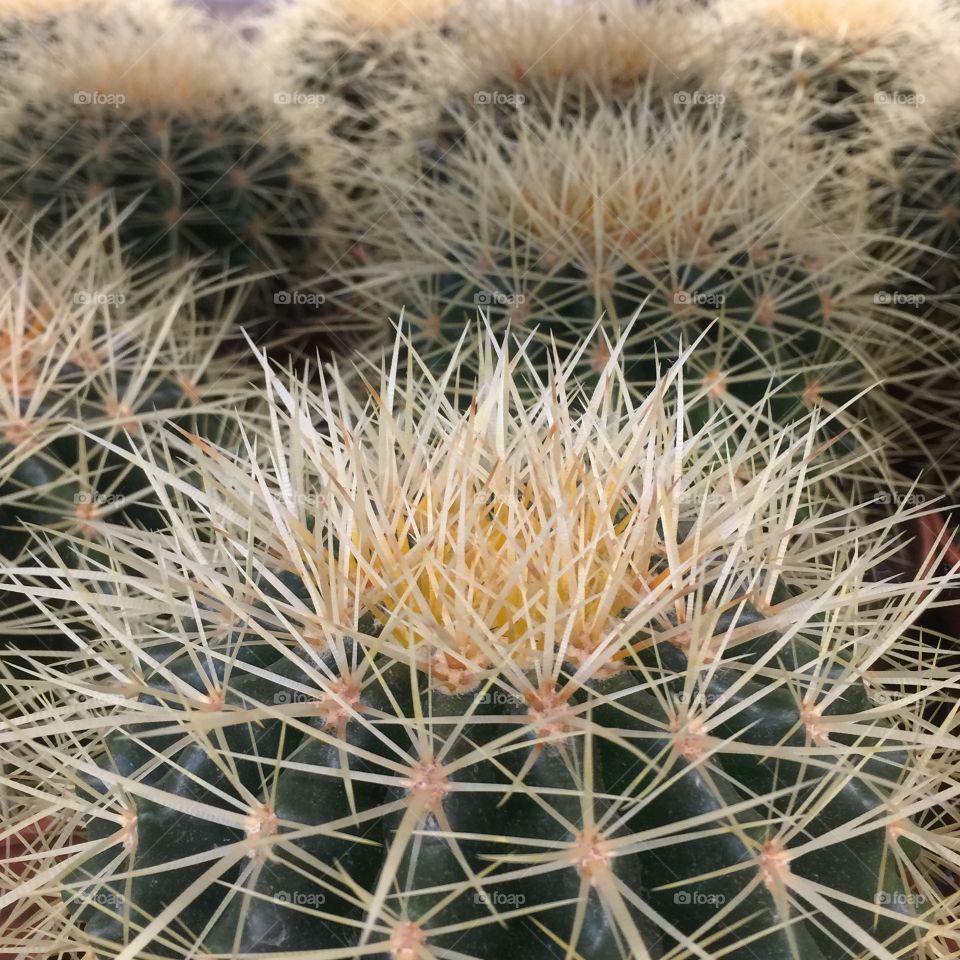 Beautiful cactus 