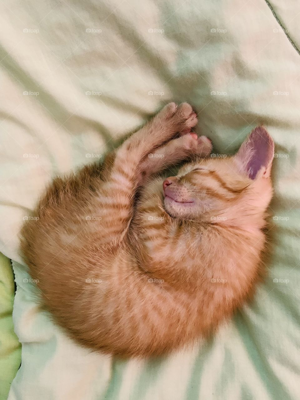 Deep sleep kitten 