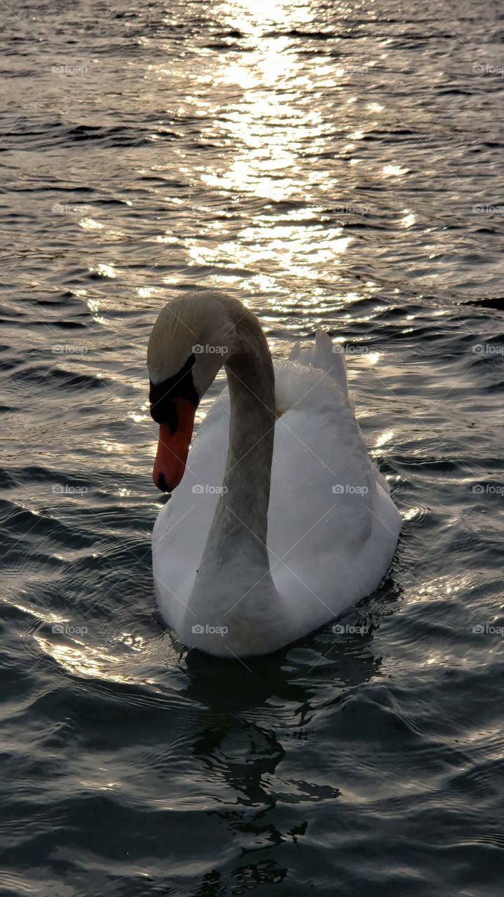 Swan and the sunset