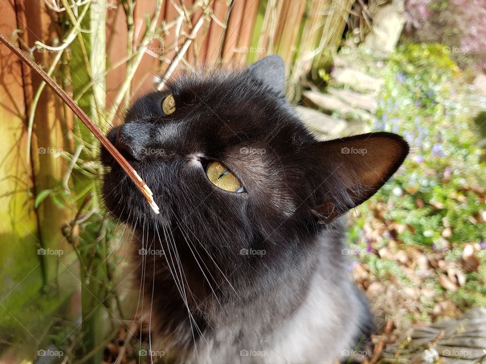 fluffy longhaired cat playing with a twig in the garden.