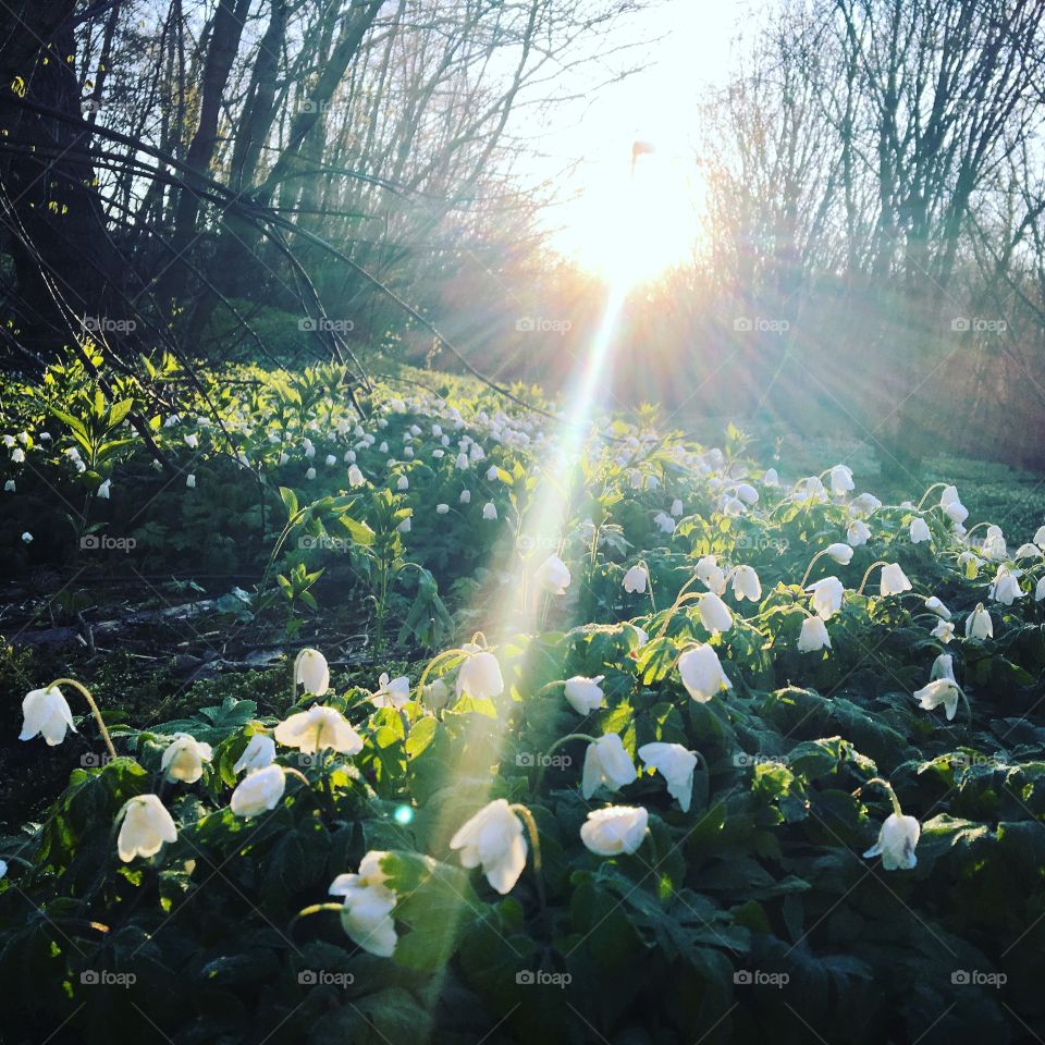 Snowdrop flowers in field