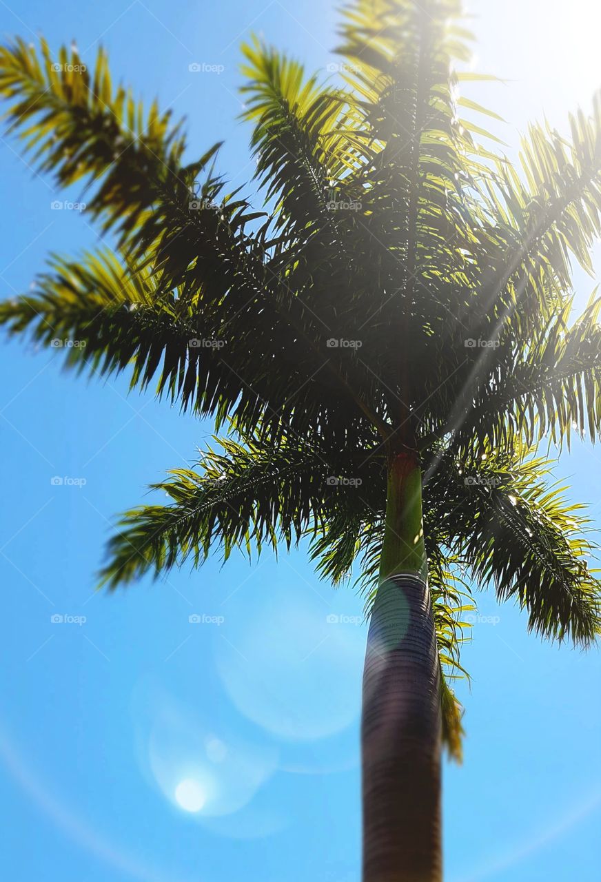 beach tree