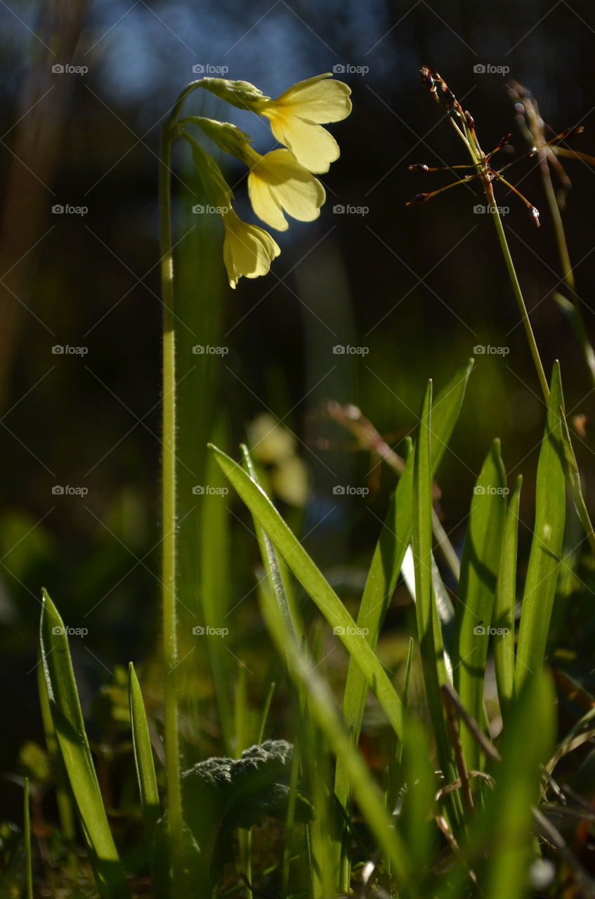 Yellow primrose