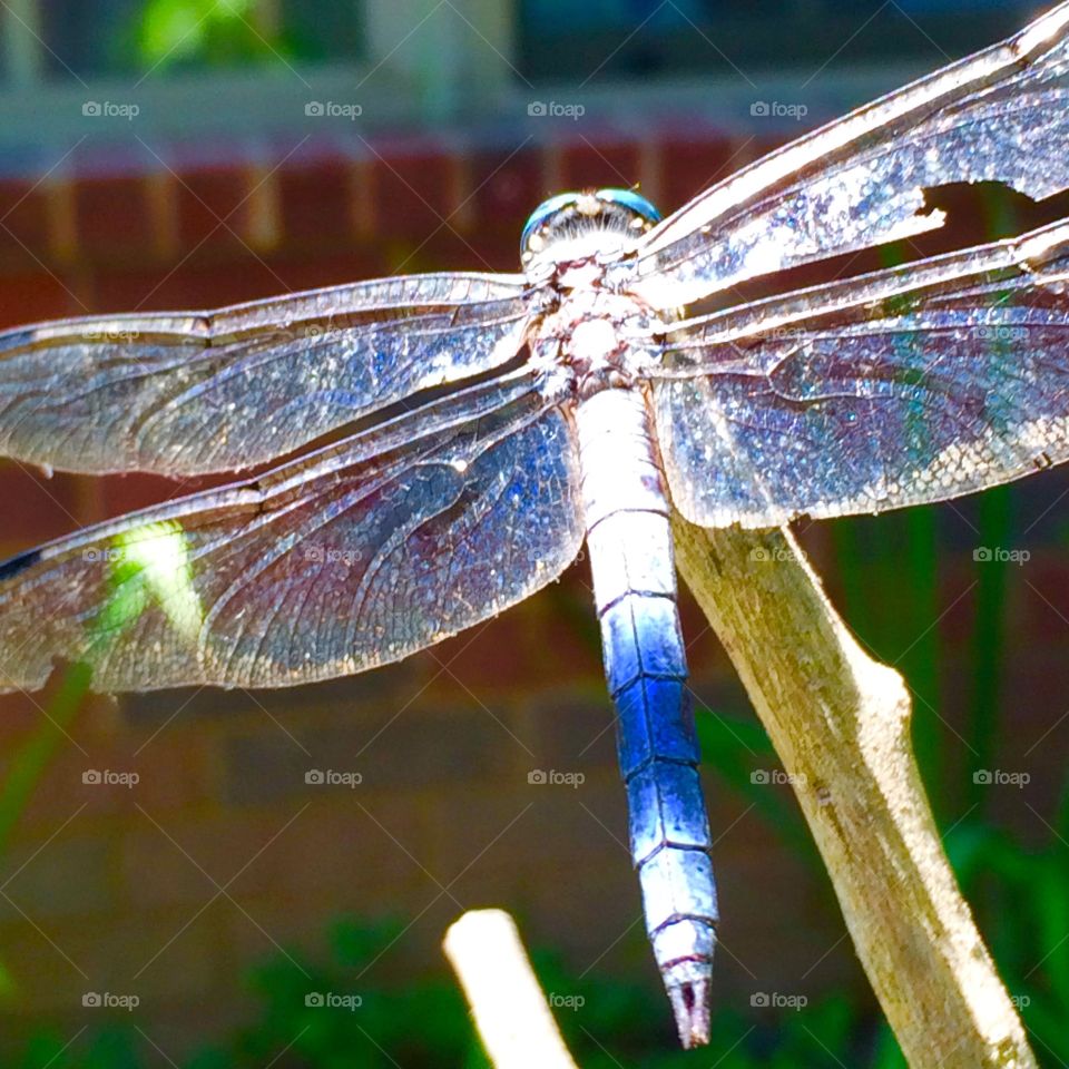 Blue Dragonfly. In my garden