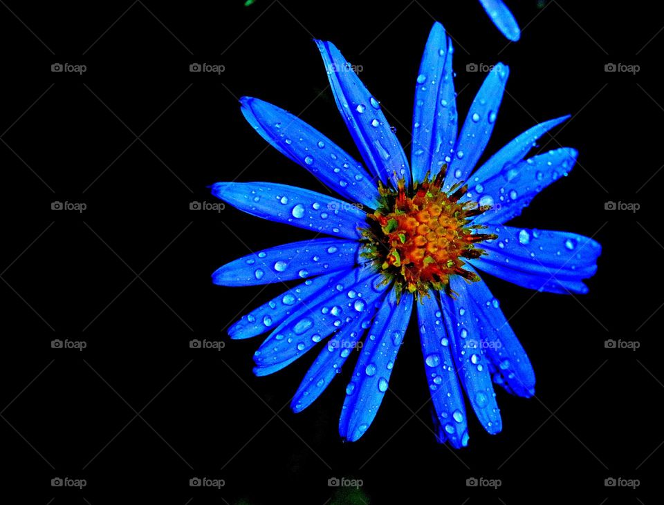 Blaue Blume mit schwarzem Hintergrund