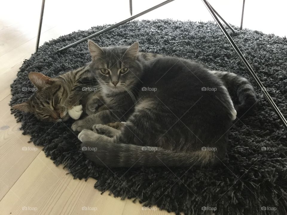 Two of our three cats Leo and Smulan. Both had a rough start living outdoors and not being cared for. We have adopted both cats and they are adorable both to people and to each other. 😻😻😻😻😻