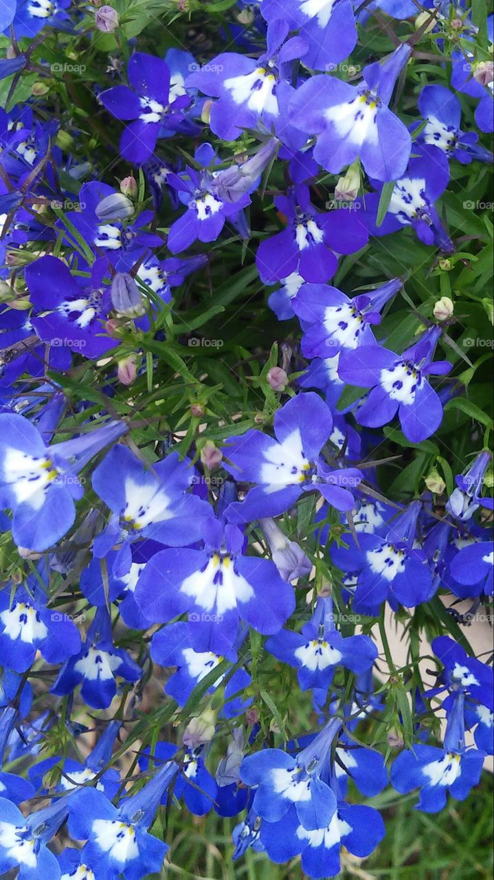 Blue Lobelia. Pretty blue lobelia.