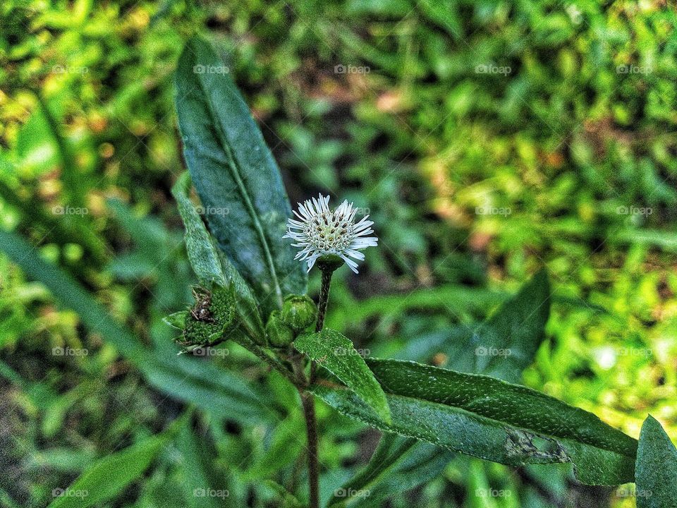 Urang Aring plant is used as a hair fertilizer. In addition, urang-aring also has properties as a medicinal plant.