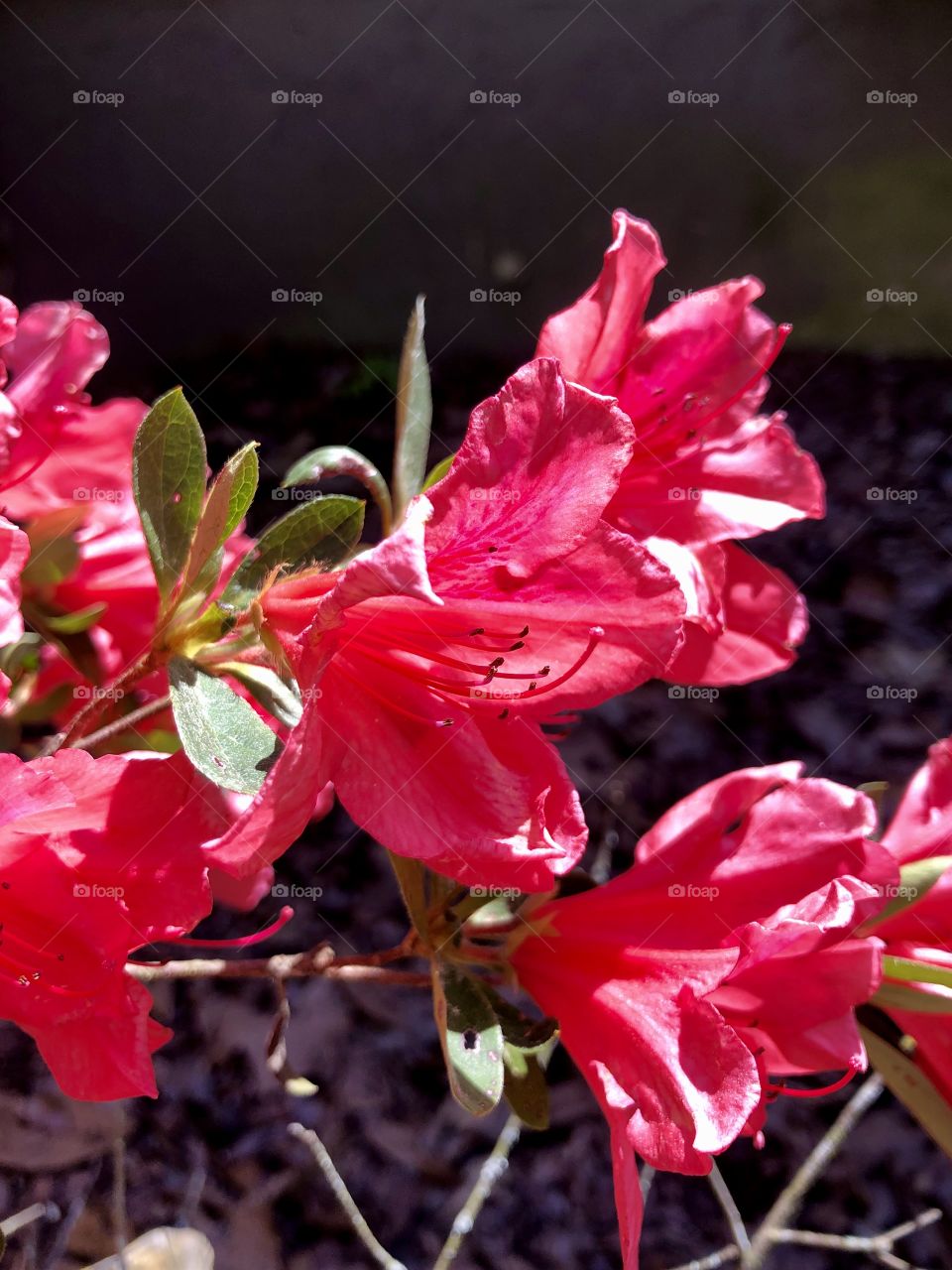 Closeup of flowering red azalea bush in bright sunlight 