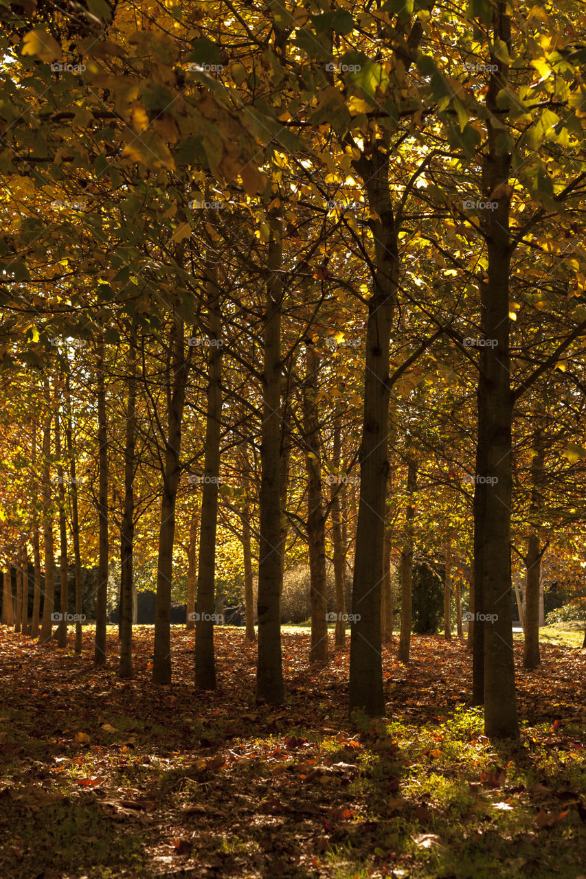 green ground nature wood by jmiguel