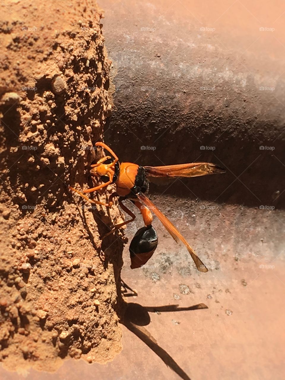 Dauber mud wasp feeding young through holes in mud nest