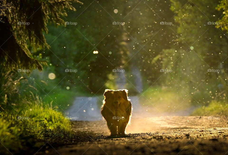 Dog running towards the camera in a vibrant summer scenery 