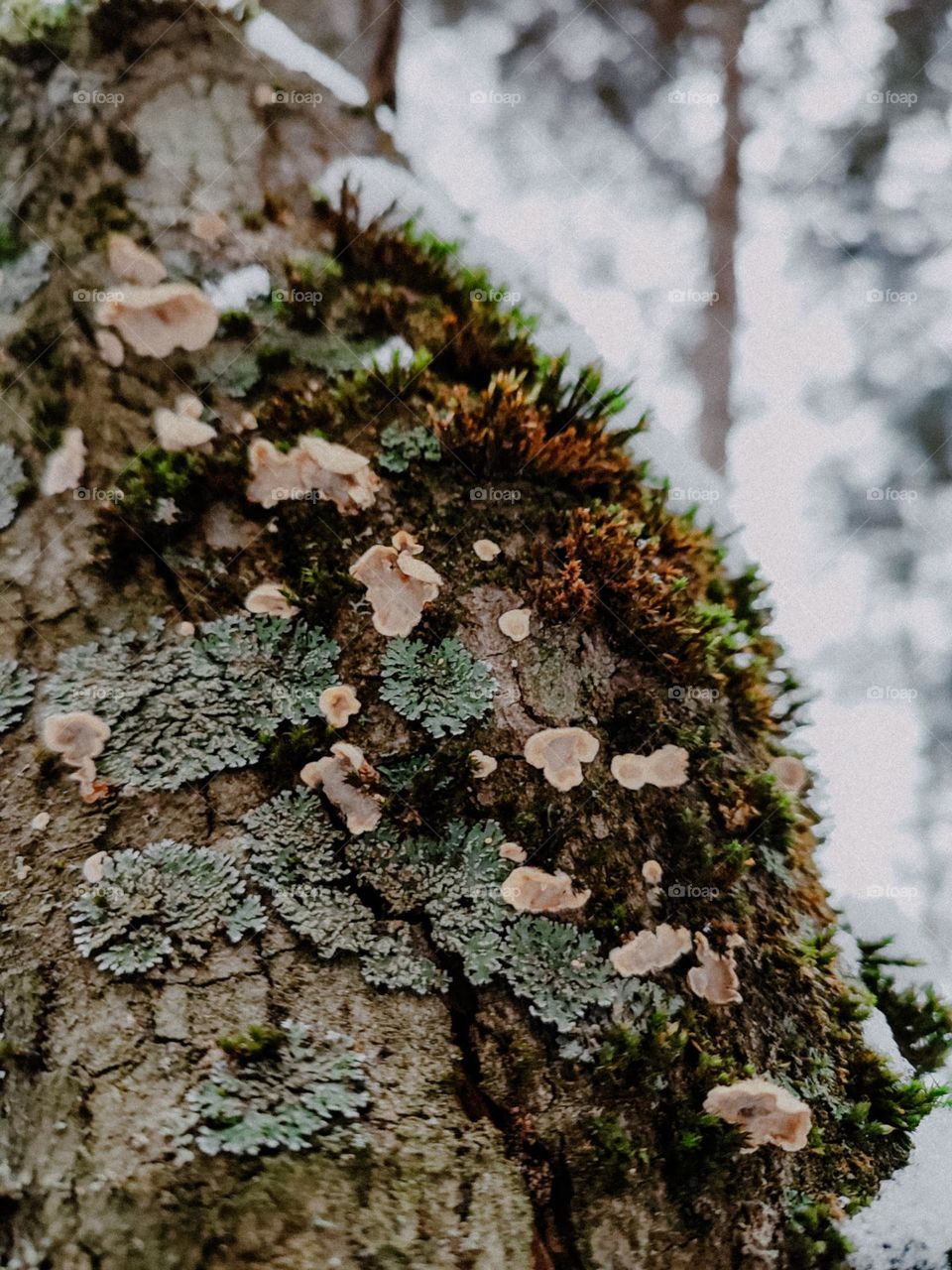 Tiny mushrooms, lichen and moss on tree trunk under snow cover
